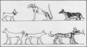 Zusammenstellung sehr unterschiedlich aussehender altägyptischer Hundetypen, die überliefert sind