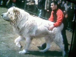 Ein ausgewachsener Mann hält einen riesigen zottigen Herdenschutzhund an der Hüfte