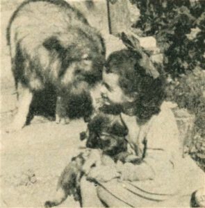 Ein Schappschuss aus dem Zwinger ,,von Dornröschengarten'', ,,Donatha'' mit ihrem ,,Freund Nicky'', Bes. Frau Reisinger, Mühldorf am Inn (DDS 09, 1954)