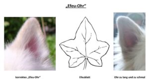 Aussehen eines korrekten Efeu-Ohres