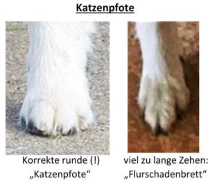 Korrektes Aussehen der Katzenpfote
