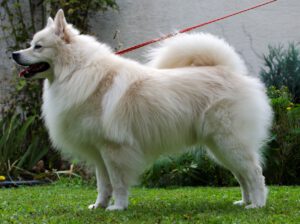 isabellfarbener Großspitz
