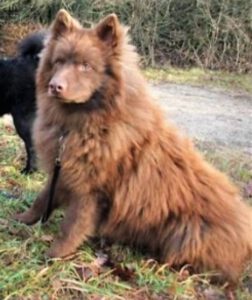brauner Großspitz