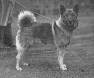 Grauer norwegischer Elchhund