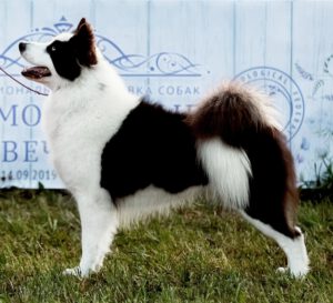 Jakutische Laika