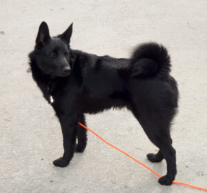 Norwegischer Elchhund schwarz 