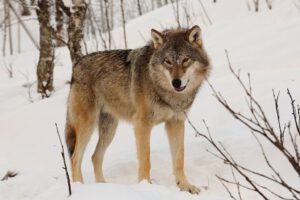 Eurasischer Wolf im Polar Zoo in Bardu, Norwegen