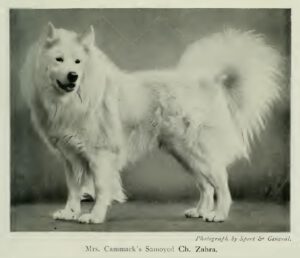 Samojedenspitz
