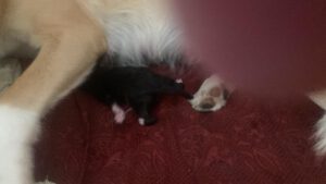 Der erste kleine Landpinscher ist auf der Welt!