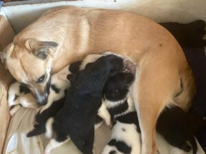 Landpinscher Molly mit Welpen in der Wurfkiste