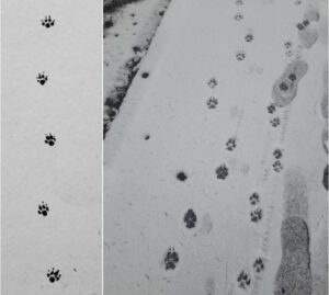 Spuren schnürender jagender Hunde und schränkenden Ganges des Spitzes im Vergleich