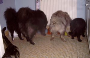 Alle vier Hunde zufrieden schmatzend vor ihren Näpfen