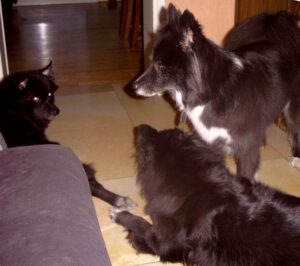 Gilla, Banja und Pepper im Wohnzimmer