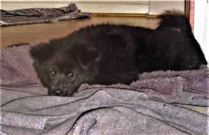 Gilla liegt lang auf der Decke - was heckt sie wohl aus?