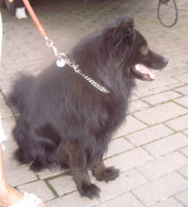Erste Begegnung mit dem schwarzen Großspitz Timmy aus Fröndenberg