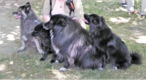 Mit dem alten Otto, Klein-Gilla, Griepto und Banja auf dem Sommerfest im Tierheim Paderborn