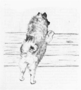 1973 de keeshond (Kinderbuch) 03