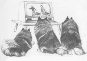 1973 de keeshond (Kinderbuch) 04
