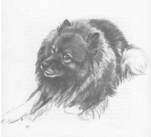 1973 de keeshond (Kinderbuch) 05