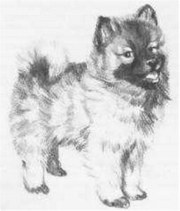 1973 de keeshond (Kinderbuch) 07