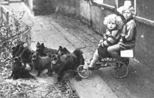 Ein Hundewagen