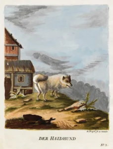 1789 Brasch, Magnus, Vier und zwanzig Abbildungn verschiedener Hunde nach dem Leben gezeichnet Der Haidhund