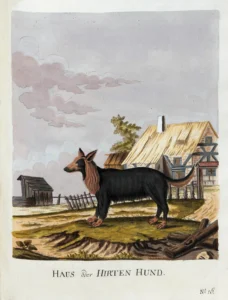 1789 Brasch, Magnus, Vier und zwanzig Abbildungn verschiedener Hunde nach dem Leben gezeichnet: Haus oder Hirten Hund