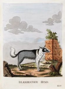 1789 Brasch, Magnus, Vier und zwanzig Abbildungn verschiedener Hunde nach dem Leben gezeichnet: Isländischer Hund