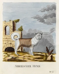 1789 Brasch, Magnus, Vier und zwanzig Abbildungn verschiedener Hunde nach dem Leben gezeichnet Siberischer Hund