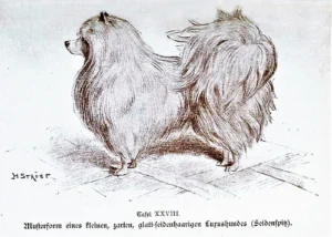1902 Ströse, A., Unsere Hunde, Ein Lehr- und Handbuch für Züchter, Preisrichter, Dresseure und Hundefreunde, Zweiter Band - Zucht und Pflege des Hunde