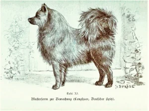 1902 Ströse, A., Unsere Hunde, Ein Lehr- und Handbuch für Züchter, Preisrichter, Dresseure und Hundefreunde, Zweiter Band - Zucht und Pflege des Hunde