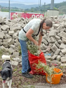 2025 08 19 Ondra mit Frauchen bei der Bekämpfung invasiver Pflanzen