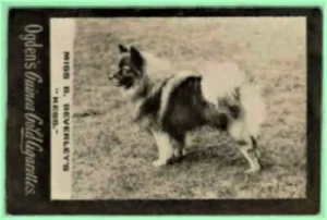 Ogden's Guinea Gold Cigarettes - Miss Beverley's Kees