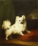 Chalon, Henry Bernard (1770–1849) JJJJ Her Favourite A White Papillon Standing on a Cushion