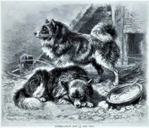 NNNN 1894 Druck in Lydekker, Richard, The royal natural history, S. 517, Frederick Warne & Co., London, New York 1894