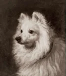 Robinson,Thomas (1770 - 1810) JJJJ Spitz Dog, Rhode Island School of Design Museum